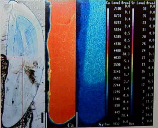 大吻鰕虎魚耳石剖面電子顯微鏡照片，清楚顯示日輪結構，可以知道牠們居住的環境和成長情況