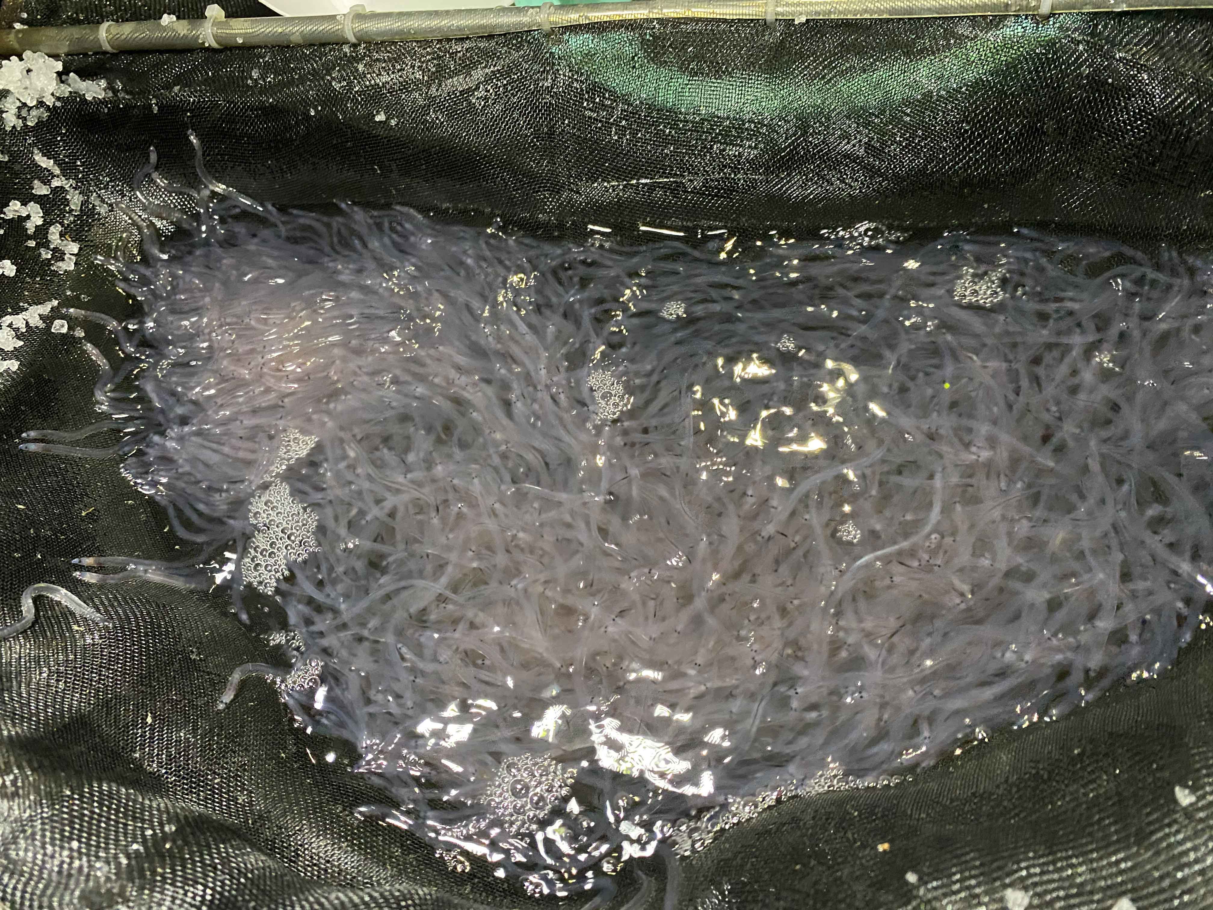 鱸鰻鰻苗，花鰻鱺的幼魚，俗稱鱸鰻