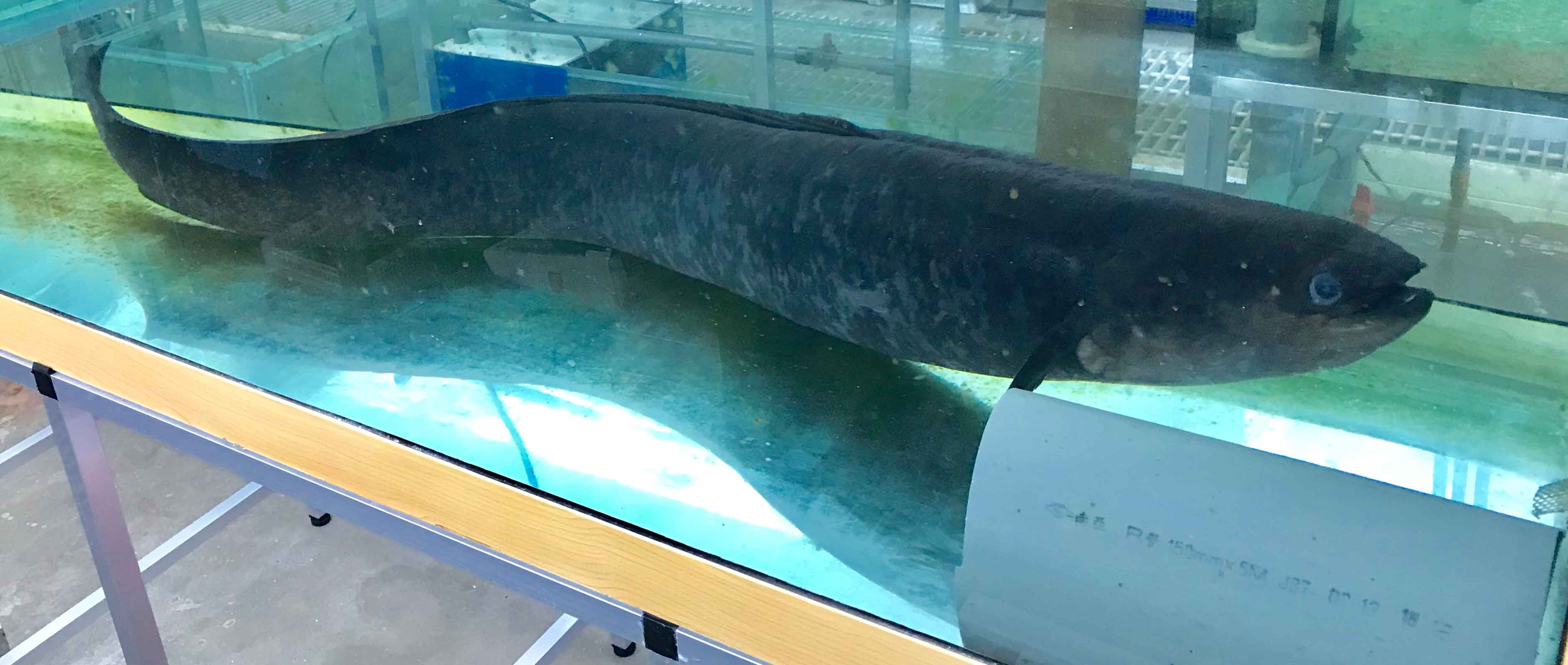 最老鱸鰻(64歲)，鱸鰻可長到四、五十公斤重，體長可以達到1.5公尺以上，簡直是巨無霸魚類，可捕食外來種魚蝦，對河川生態系統的穩定有相當大的幫助