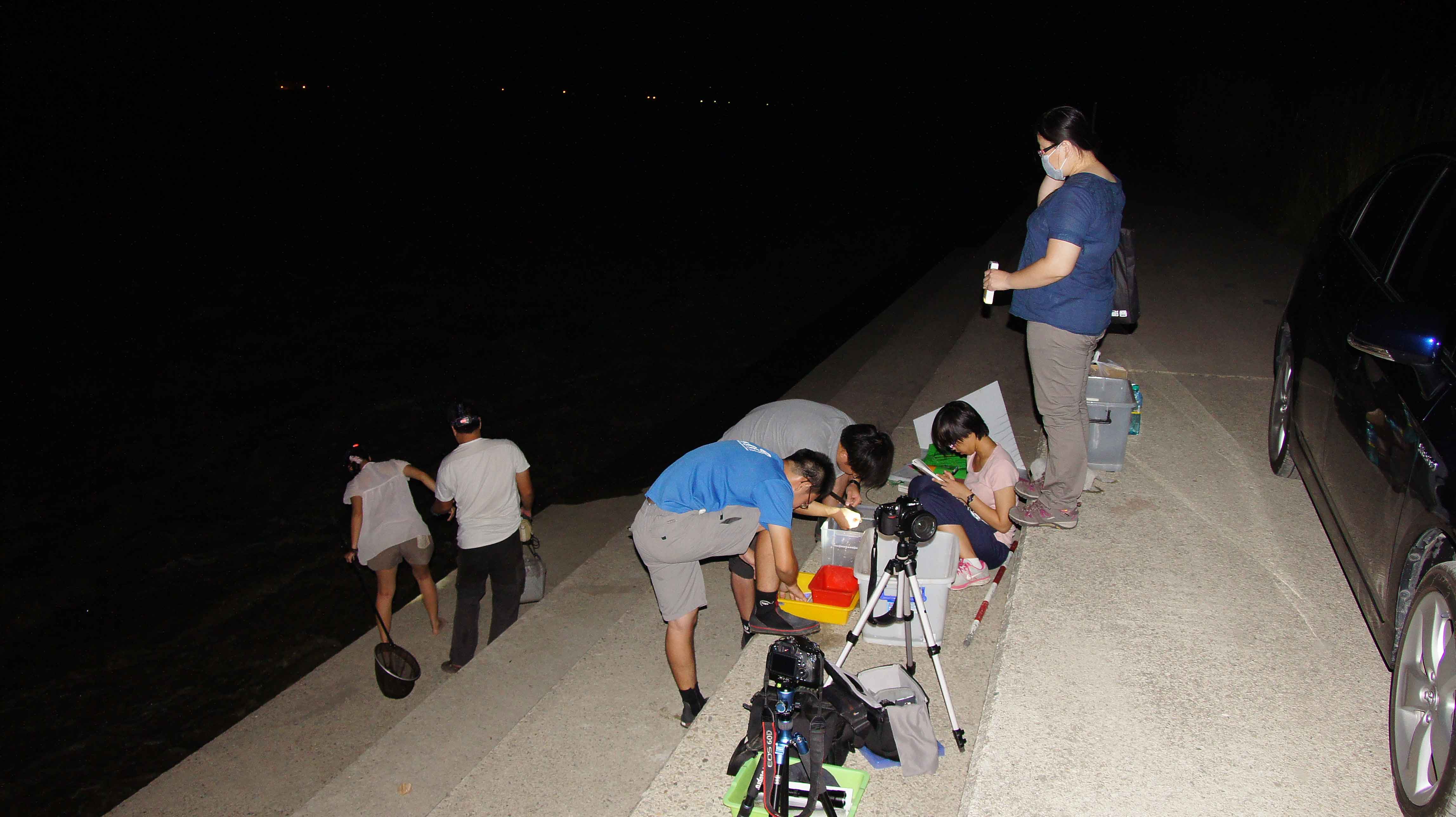 曾晴賢教授研究團隊協助一起守護頭前溪，觀察小毛蟹夜間洄游情況