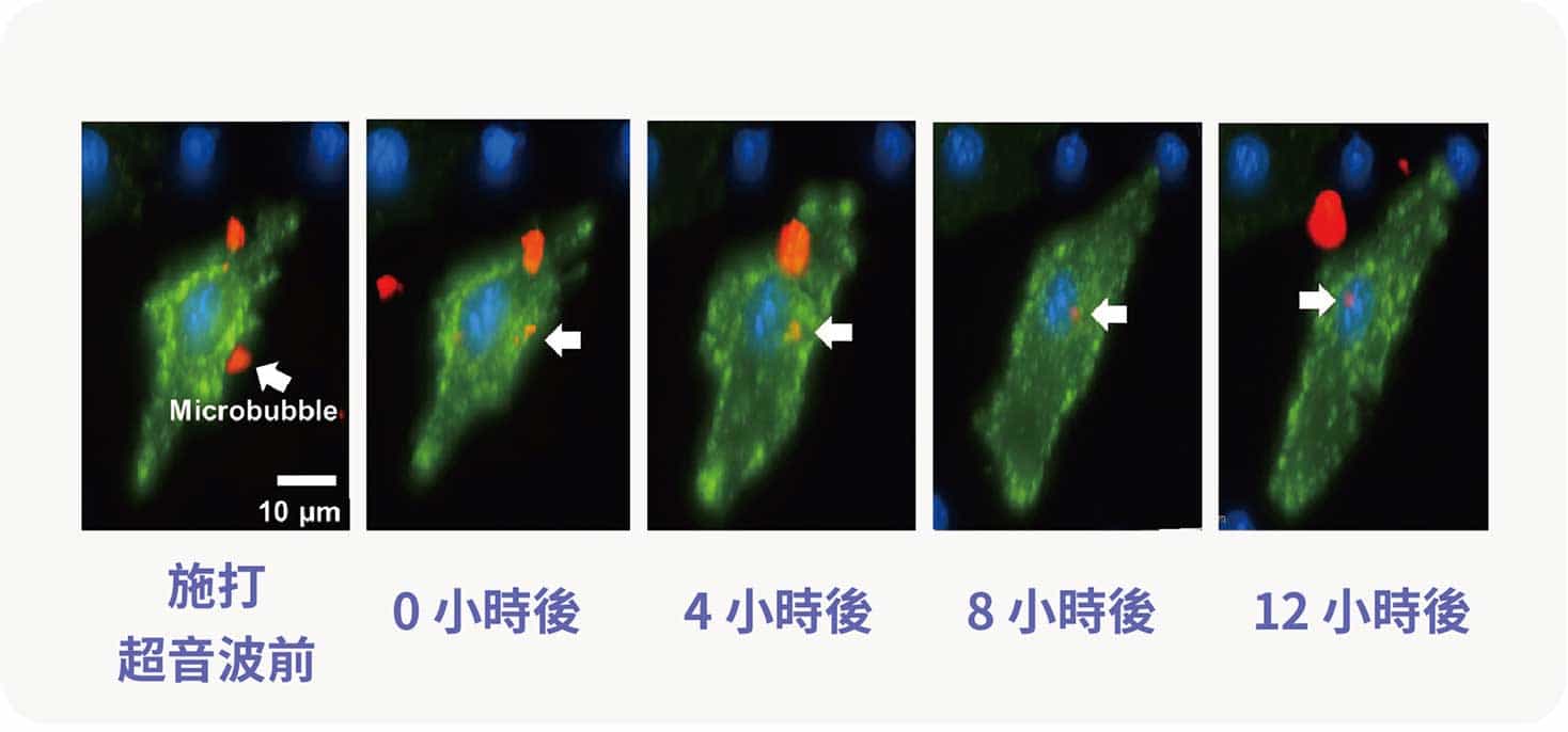 藥物/基因傳遞 2