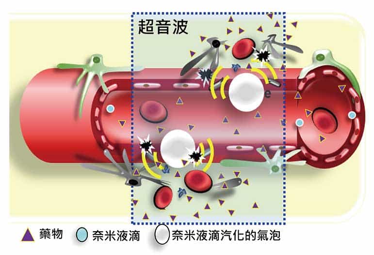 相轉變液滴開啟細胞通透性，提升藥物滲透